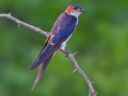 ebird.org sitesinden görsel