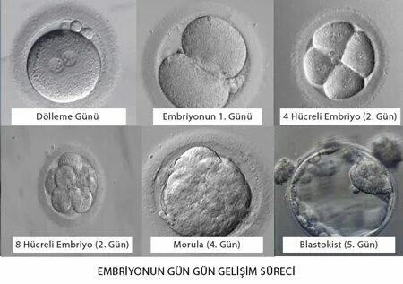 Embriyo - Yawiki