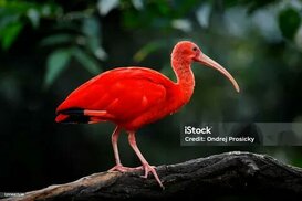 istockphoto.com sitesinden görsel
