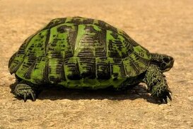 mungfali.com sitesinden görsel