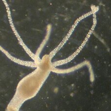 Гидра обыкновенная