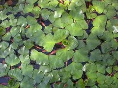 tr.wiki-plant.net sitesinden görsel