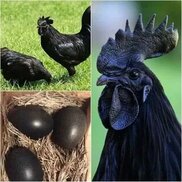 tr.pinterest.com sitesinden görsel