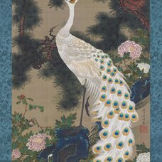 White peacock and peonies under a pine