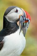 ru.pinterest.com sitesinden görsel