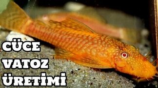 youtube.com sitesinden görsel