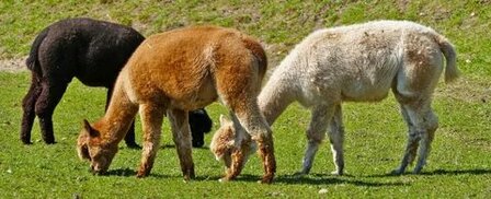 lamaisondelalpaga.com sitesinden görsel