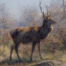 The Stag