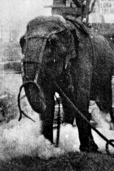 Electrocuting an Elephant