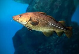 a-z-animals.com sitesinden görsel