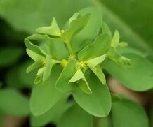 uk.inaturalist.org sitesinden görsel