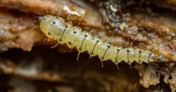 a-z-animals.com sitesinden görsel