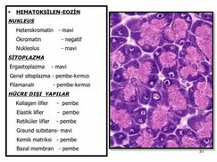 mungfali.com sitesinden görsel