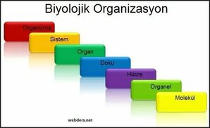 webders.net sitesinden görsel
