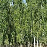 alibotanik.com sitesinden görsel