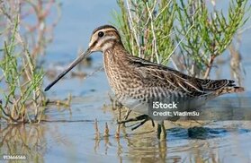 istockphoto.com sitesinden görsel