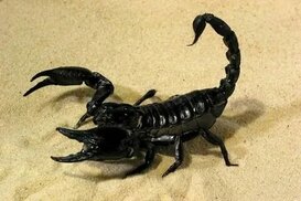 in.pinterest.com sitesinden görsel