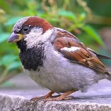 Домовый воробей