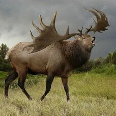 Большерогий олень