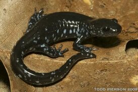 iowaherps.com sitesinden görsel