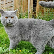 Британская короткошёрстная кошка
