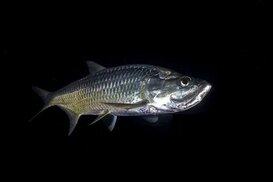 fishi-pedia.com sitesinden görsel