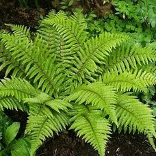 Папоротниковидные