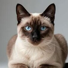 Тайская кошка