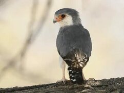 ebird.org sitesinden görsel