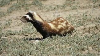 yenisafak.com sitesinden görsel