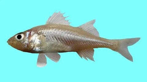 fishbase.se sitesinden görsel