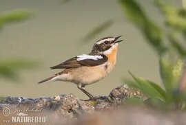 naturephoto-cz.com sitesinden görsel