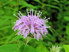 Изображение с сайта ebay.com