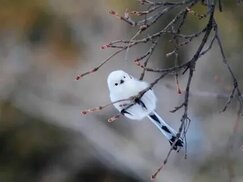 tr.pinterest.com sitesinden görsel