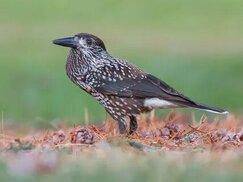 ebird.org sitesinden görsel