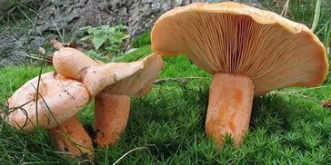 tr.pinterest.com sitesinden görsel