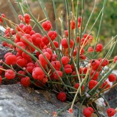 Хвойник двухколосковый