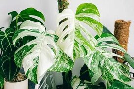 ru.pinterest.com sitesinden görsel