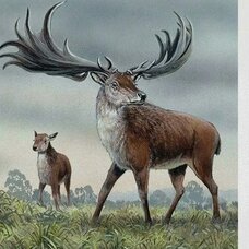 Большерогий олень