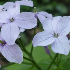 Лунник оживающий