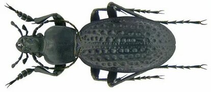 species.wikimedia.org sitesinden görsel