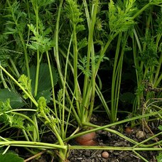 Морковь посевная