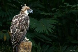 edgeofexistence.org sitesinden görsel