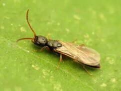 inaturalist.org sitesinden görsel