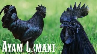 youtube.com sitesinden görsel