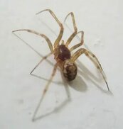 bugguide.net sitesinden görsel