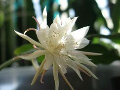 tr.abcdef.wiki sitesinden görsel