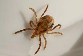 australiangeographic.com.au sitesinden görsel