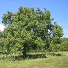 Орех грецкий