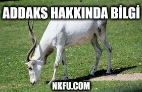 nkfu.com sitesinden görsel